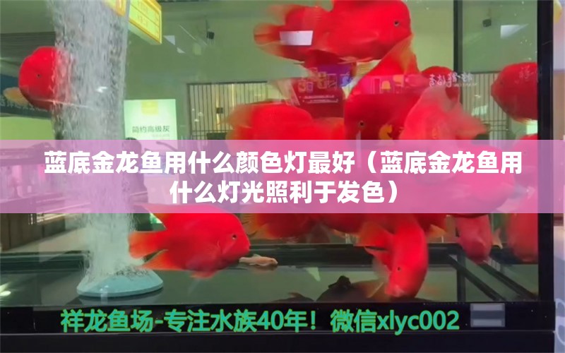 蓝底金龙鱼用什么颜色灯最好（蓝底金龙鱼用什么灯光照利于发色）