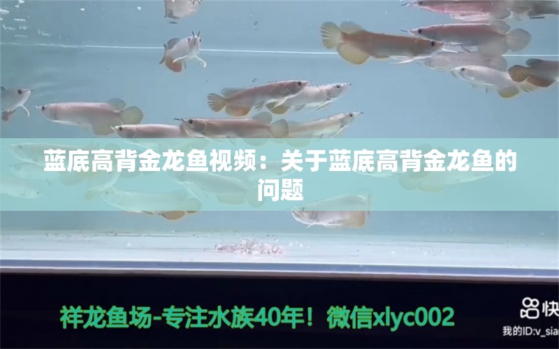 蓝底高背金龙鱼视频：关于蓝底高背金龙鱼的问题 水族问答 第2张