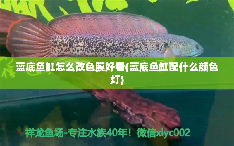 蓝底鱼缸怎么改色膜好看(蓝底鱼缸配什么颜色灯) 银古鱼苗 第1张