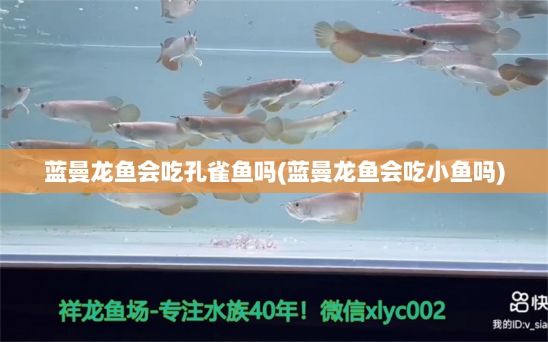 蓝曼龙鱼会吃孔雀鱼吗(蓝曼龙鱼会吃小鱼吗)