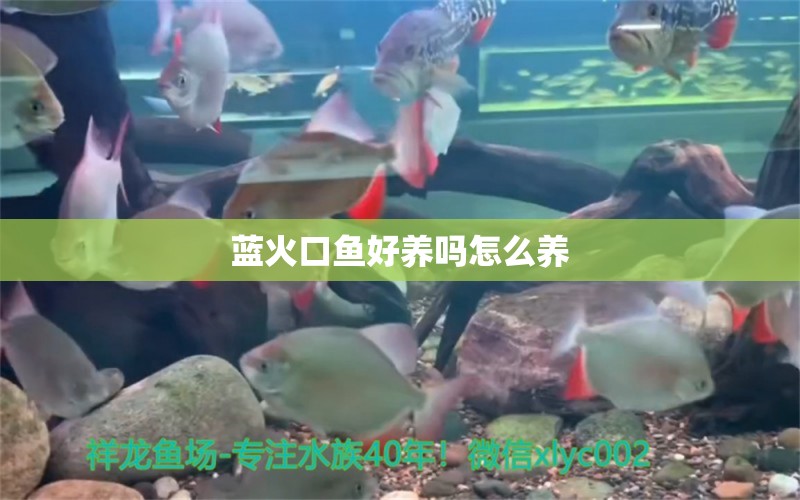 蓝火口鱼好养吗怎么养 鱼缸等水族设备 第2张