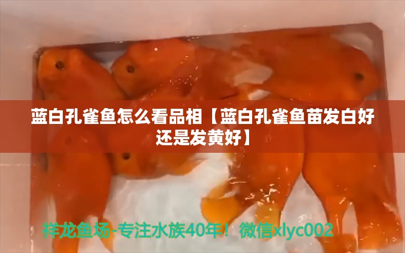 蓝白孔雀鱼怎么看品相【蓝白孔雀鱼苗发白好还是发黄好】 龙鱼批发