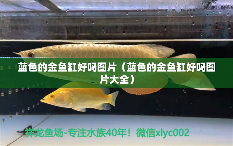 蓝色的金鱼缸好吗图片（蓝色的金鱼缸好吗图片大全） 祥龙水族医院