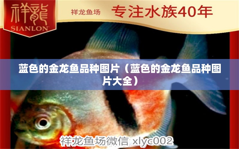 蓝色的金龙鱼品种图片（蓝色的金龙鱼品种图片大全） 祥龙水族医院