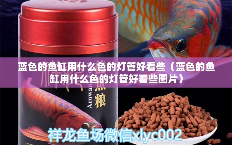 蓝色的鱼缸用什么色的灯管好看些（蓝色的鱼缸用什么色的灯管好看些图片） 黄金梦幻雷龙鱼