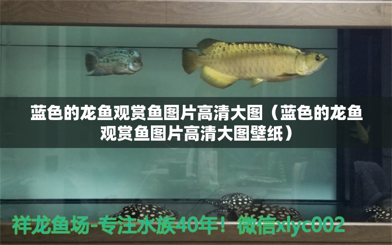 蓝色的龙鱼观赏鱼图片高清大图（蓝色的龙鱼观赏鱼图片高清大图壁纸） 广州观赏鱼批发市场