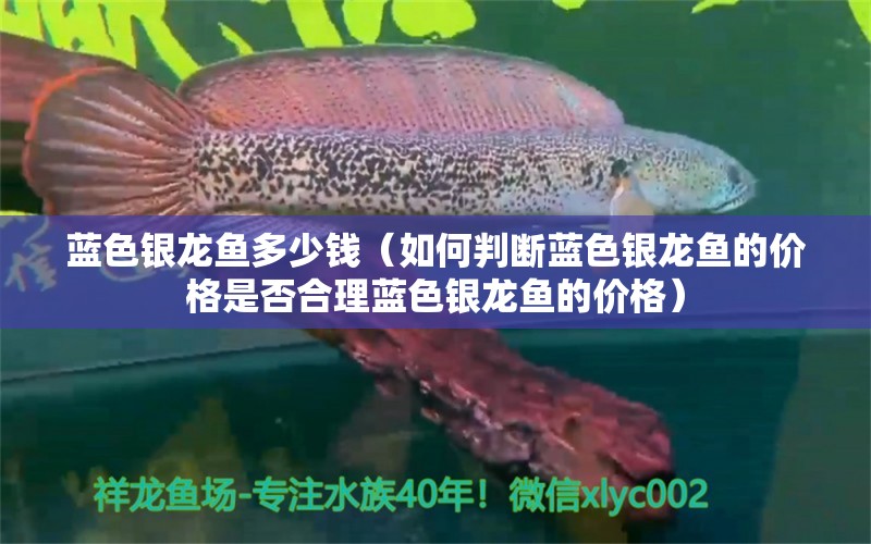 蓝色银龙鱼多少钱（如何判断蓝色银龙鱼的价格是否合理蓝色银龙鱼的价格）