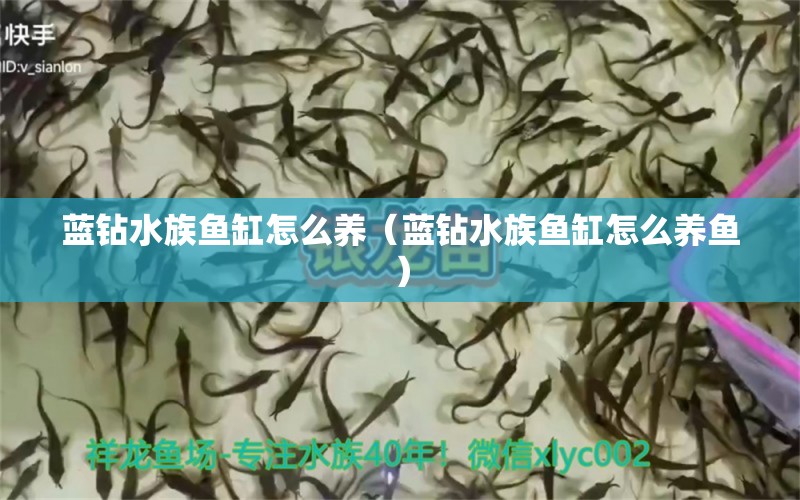 蓝钻水族鱼缸怎么养（蓝钻水族鱼缸怎么养鱼） 胭脂孔雀龙鱼