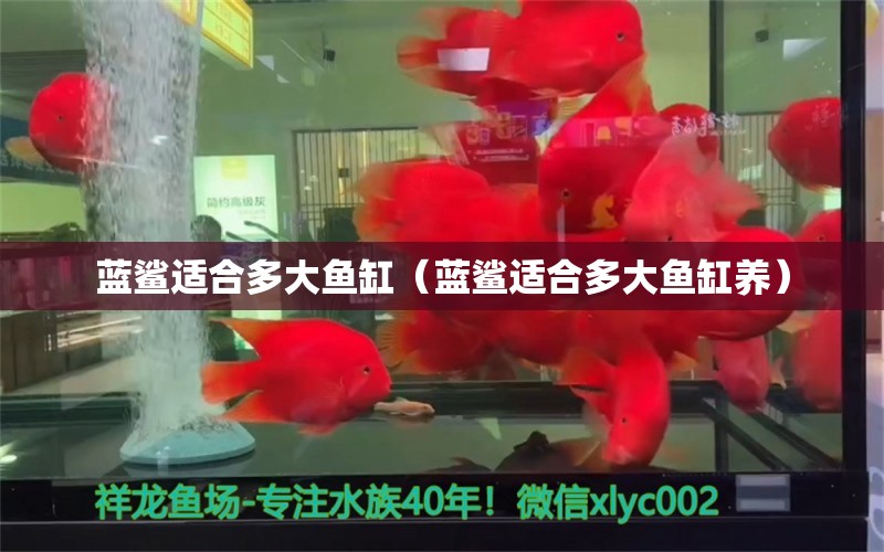 蓝鲨适合多大鱼缸（蓝鲨适合多大鱼缸养） 祥龙水族医院