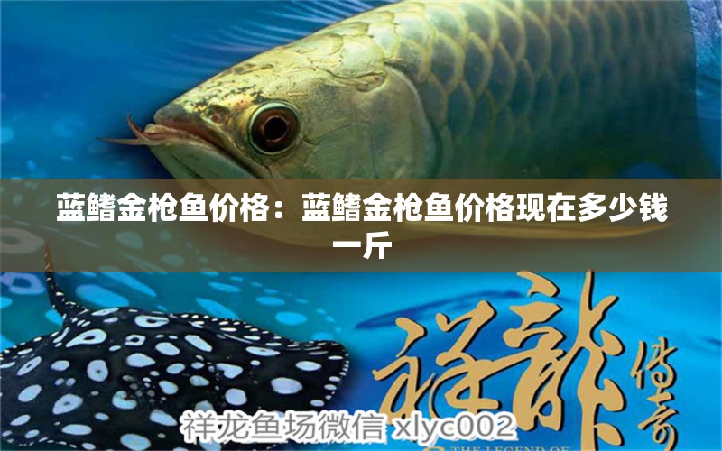 蓝鳍金枪鱼价格：蓝鳍金枪鱼价格现在多少钱一斤