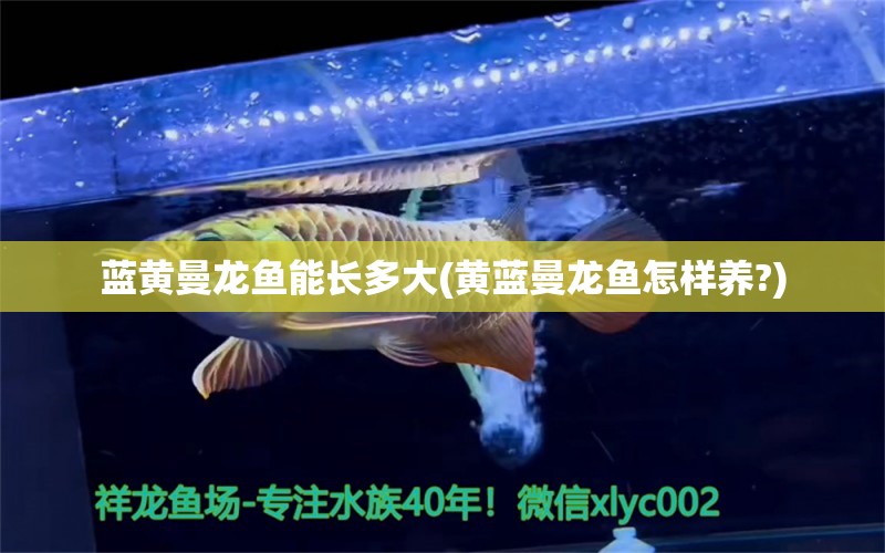 蓝黄曼龙鱼能长多大(黄蓝曼龙鱼怎样养?) 水族品牌 第1张