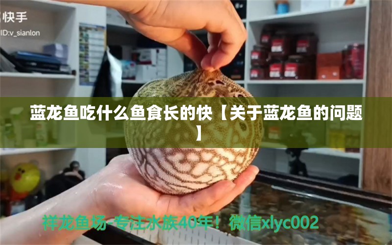 蓝龙鱼吃什么鱼食长的快【关于蓝龙鱼的问题】