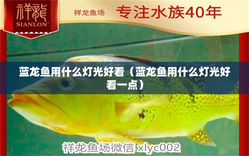 蓝龙鱼用什么灯光好看（蓝龙鱼用什么灯光好看一点） 祥龙水族医院