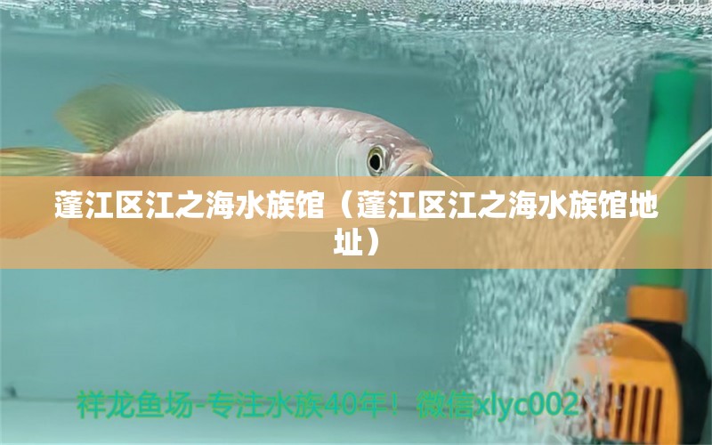 蓬江区江之海水族馆（蓬江区江之海水族馆地址）