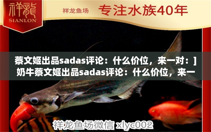 蔡文姬出品sadas评论：什么价位，来一对：]奶牛蔡文姬出品sadas评论：什么价位，来一对 观赏鱼论坛 第2张