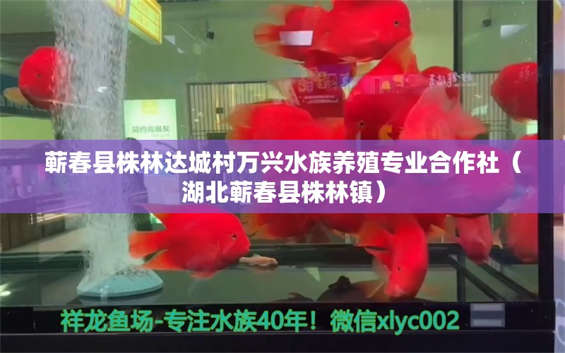 蕲春县株林达城村万兴水族养殖专业合作社（湖北蕲春县株林镇） 全国水族馆企业名录