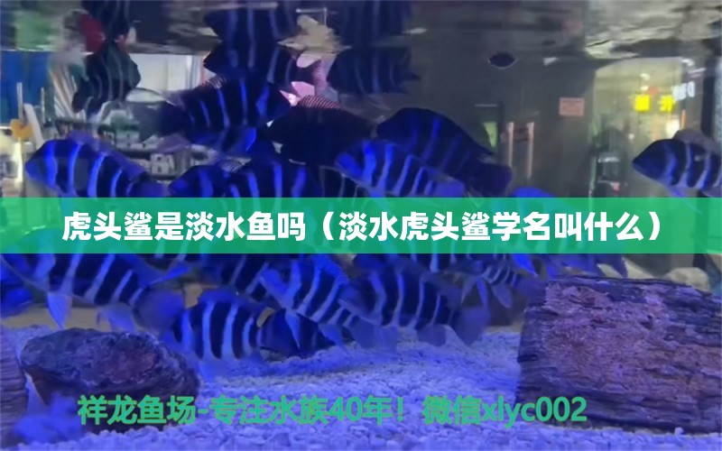 虎头鲨是淡水鱼吗（淡水虎头鲨学名叫什么）