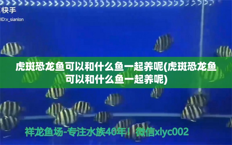 虎斑恐龙鱼可以和什么鱼一起养呢(虎斑恐龙鱼可以和什么鱼一起养呢)