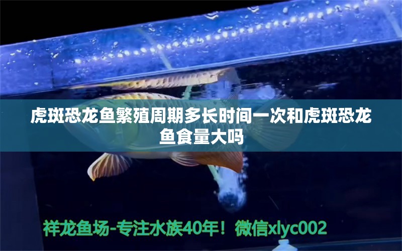 虎斑恐龙鱼繁殖周期多长时间一次和虎斑恐龙鱼食量大吗