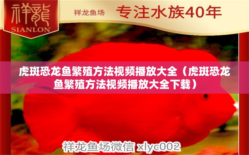 虎斑恐龙鱼繁殖方法视频播放大全（虎斑恐龙鱼繁殖方法视频播放大全下载）