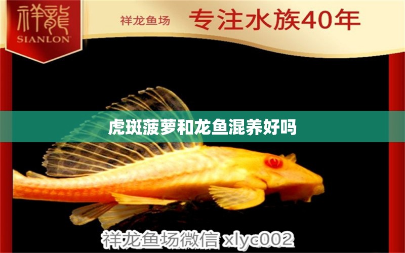 虎斑菠萝和龙鱼混养好吗 水族问答 第1张