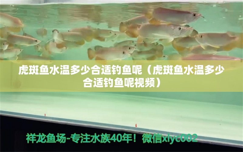 虎斑鱼水温多少合适钓鱼呢（虎斑鱼水温多少合适钓鱼呢视频） 垂钓乐园 第1张