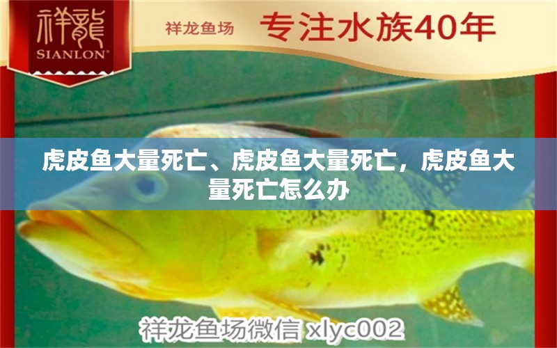 虎皮鱼大量死亡、虎皮鱼大量死亡，虎皮鱼大量死亡怎么办 招财战船鱼