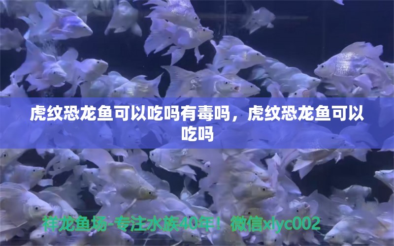 虎纹恐龙鱼可以吃吗有毒吗，虎纹恐龙鱼可以吃吗