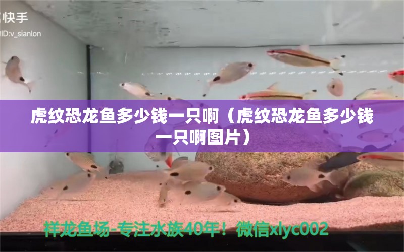 虎纹恐龙鱼多少钱一只啊（虎纹恐龙鱼多少钱一只啊图片）