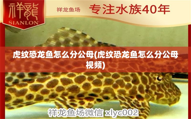 虎纹恐龙鱼怎么分公母(虎纹恐龙鱼怎么分公母视频) 广州水族器材滤材批发市场