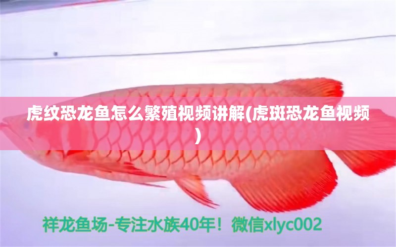 虎纹恐龙鱼怎么繁殖视频讲解(虎斑恐龙鱼视频)