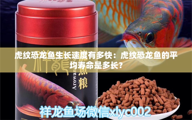 虎纹恐龙鱼生长速度有多快：虎纹恐龙鱼的平均寿命是多长？ 水族问答 第2张