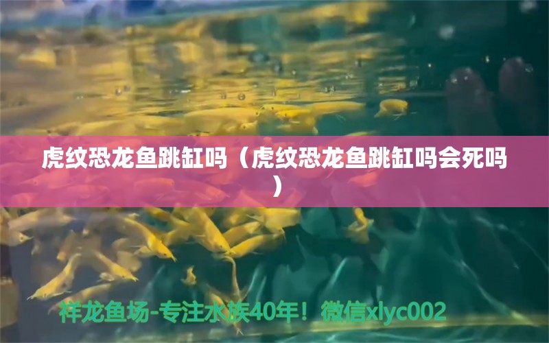 虎纹恐龙鱼跳缸吗（虎纹恐龙鱼跳缸吗会死吗） 量子养鱼技术