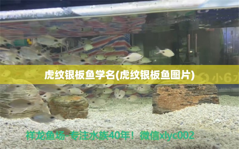 虎纹银板鱼学名(虎纹银板鱼图片) 鱼缸清洁用具