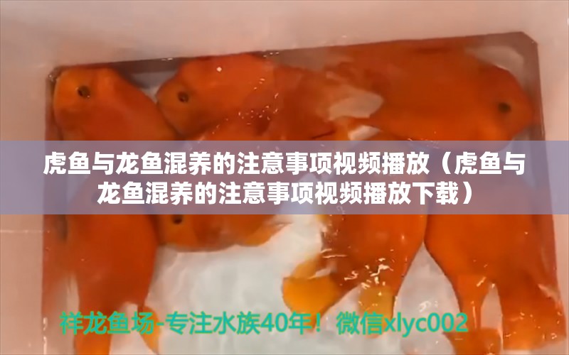 虎鱼与龙鱼混养的注意事项视频播放（虎鱼与龙鱼混养的注意事项视频播放下载） 虎鱼百科