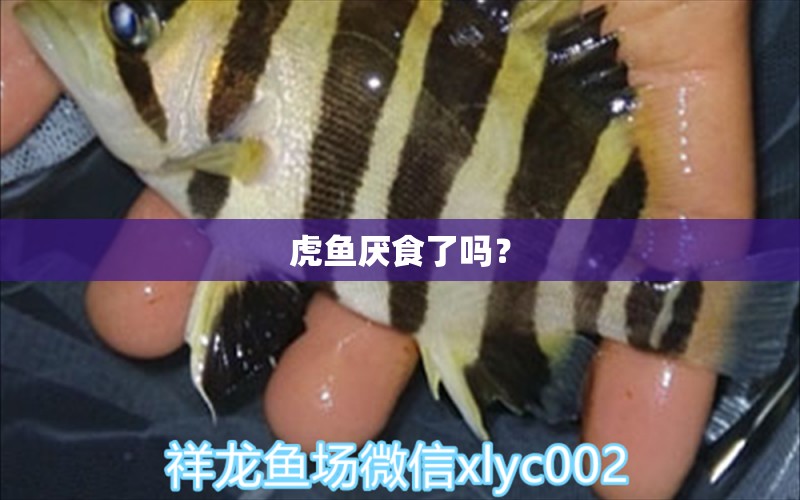 虎鱼厌食了吗？ 虎鱼百科