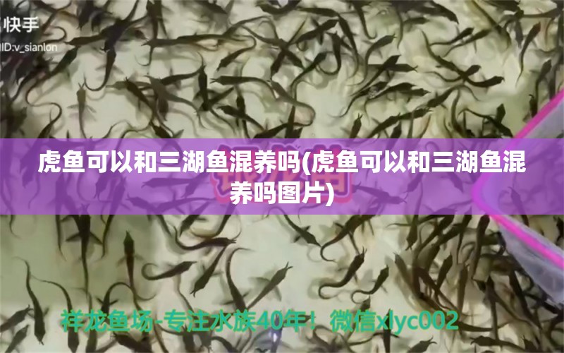 虎鱼可以和三湖鱼混养吗(虎鱼可以和三湖鱼混养吗图片) 虎鱼百科