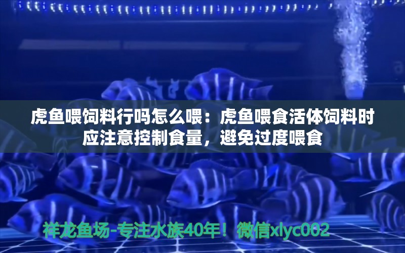 虎鱼喂饲料行吗怎么喂：虎鱼喂食活体饲料时应注意控制食量，避免过度喂食