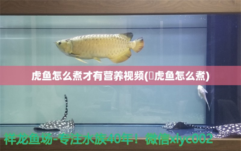 虎鱼怎么煮才有营养视频(鰕虎鱼怎么煮)