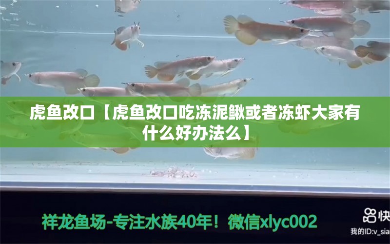 虎鱼改口【虎鱼改口吃冻泥鳅或者冻虾大家有什么好办法么】 观赏鱼论坛 第2张