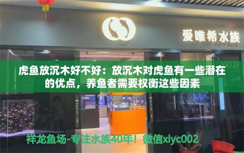 虎鱼放沉木好不好：放沉木对虎鱼有一些潜在的优点，养鱼者需要权衡这些因素