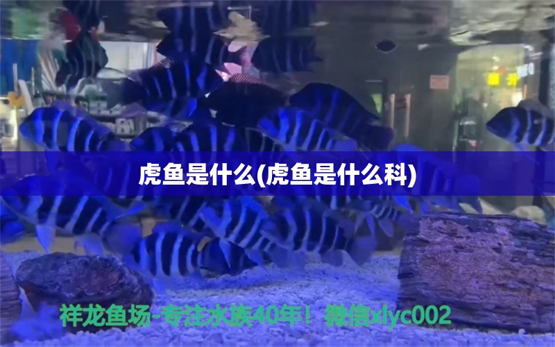 虎鱼是什么(虎鱼是什么科)