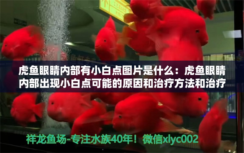 虎鱼眼睛内部有小白点图片是什么：虎鱼眼睛内部出现小白点可能的原因和治疗方法和治疗方法 虎鱼百科 第2张