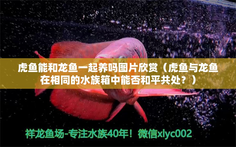 虎鱼能和龙鱼一起养吗图片欣赏（虎鱼与龙鱼在相同的水族箱中能否和平共处？） 水族问答 第2张