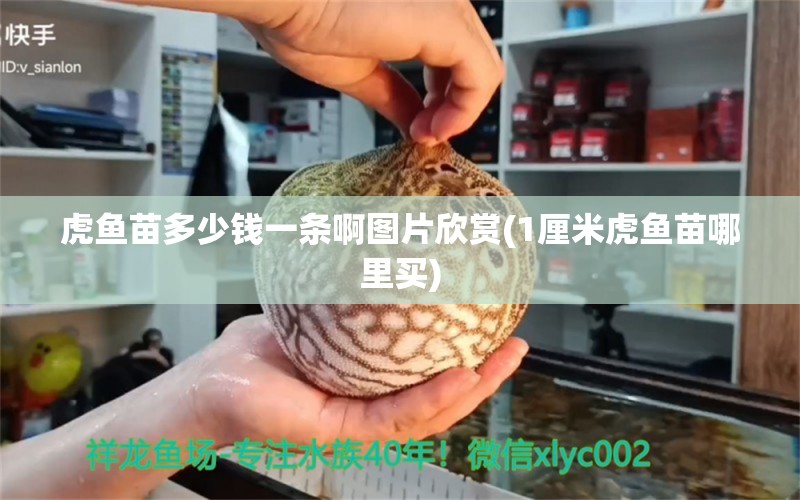 虎鱼苗多少钱一条啊图片欣赏(1厘米虎鱼苗哪里买) 虎鱼百科