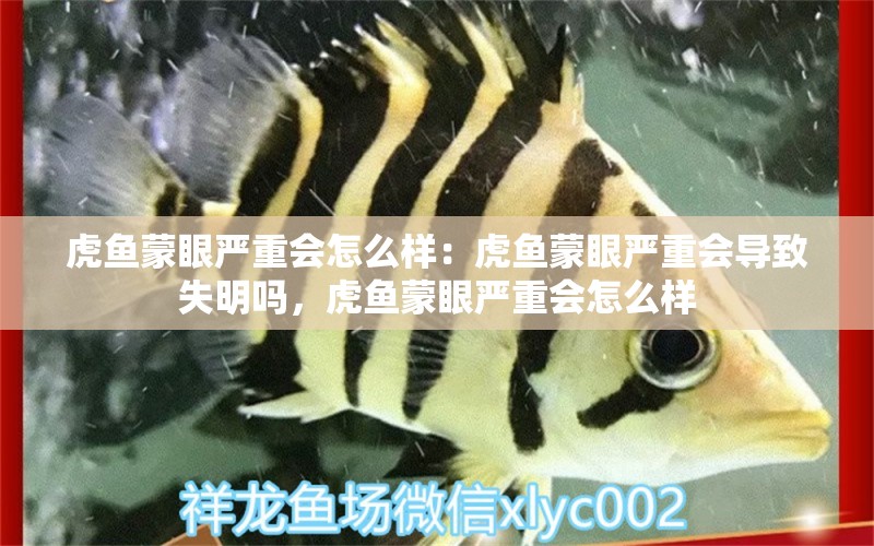 虎鱼蒙眼严重会怎么样：虎鱼蒙眼严重会导致失明吗，虎鱼蒙眼严重会怎么样