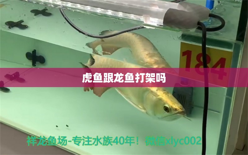 虎鱼跟龙鱼打架吗 龙鱼百科 第1张