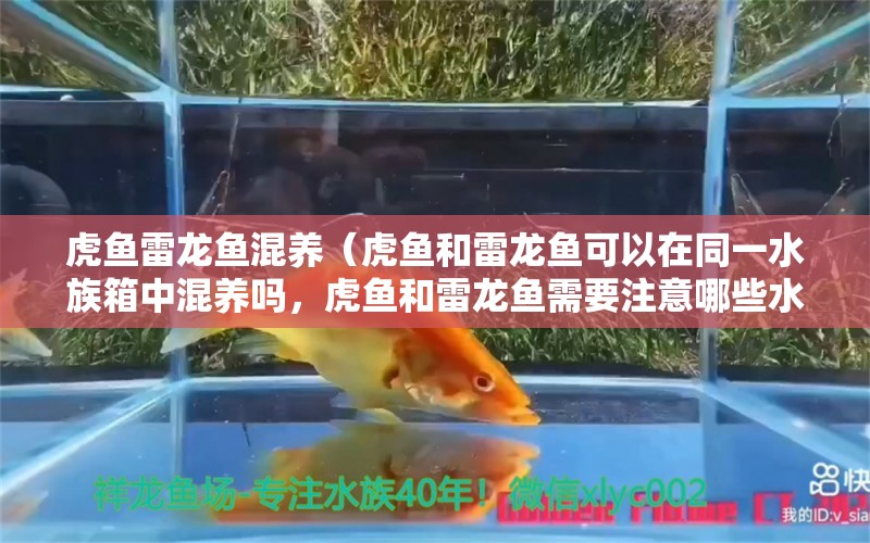 虎鱼雷龙鱼混养（虎鱼和雷龙鱼可以在同一水族箱中混养吗，虎鱼和雷龙鱼需要注意哪些水质参数）