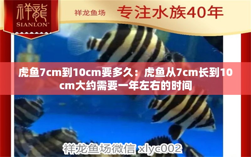 虎鱼7cm到10cm要多久：虎鱼从7cm长到10cm大约需要一年左右的时间 虎鱼百科 第2张