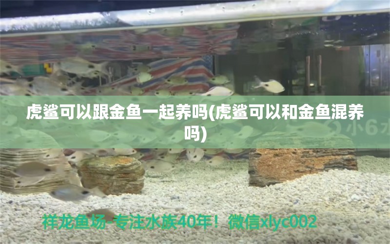 虎鲨可以跟金鱼一起养吗(虎鲨可以和金鱼混养吗) 海水鱼（海水鱼批发）